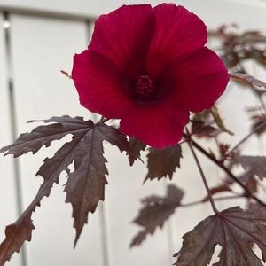 Meet your Posher, Edaa